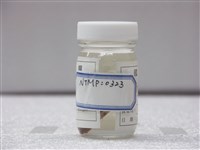 藏品(彈塗魚)的圖片